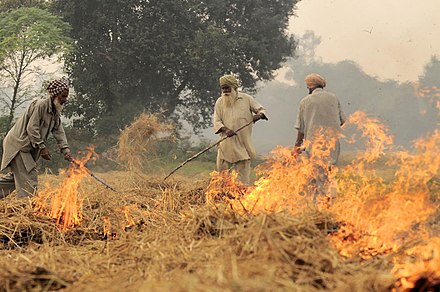 Burning of rice residues after harvest, to quickly prepare the land for wheat planting, around Sangrur, Punjab, India.