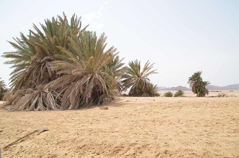 File:Nabq Protected Area by Hatem Moushir 4.JPG