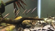 Файл: Nannostomus aquarium.webm