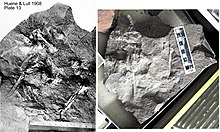 Type specimen of Nanosaurus agilis Marsh 1877 (YPM VP 1913) as illustrated in 1908 (left) and cast of the bone impressions after the fragmentary bone was removed (right) Nano type.jpg