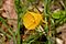 Narcissus bulbocodium web.jpg