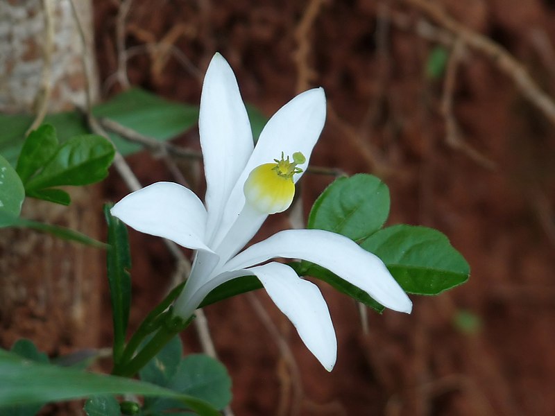 File:Naregamia alata at Kudayathoor.jpg