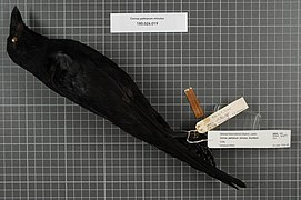 Naturalis Biodiversity Center - RMNH.AVES.140957 1 - Corvus palmarum minutus Gundlach, 1852 - Corvidae - bird skin specimen.jpeg