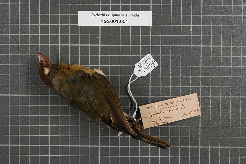 File:Naturalis Biodiversity Center - RMNH.AVES.148596 1 - Cyclarhis gujanensis viridis (Vieillot, 1822) - Vireonidae - bird skin specimen.jpeg