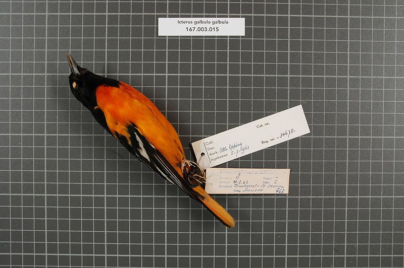 File:Naturalis Biodiversity Center - RMNH.AVES.34678 1 - Icterus galbula galbula (Linnaeus, 1758) - Icteridae - bird skin specimen.jpeg