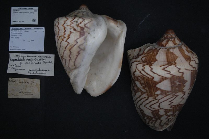 File:Naturalis Biodiversity Center - ZMA.MOLL.226353 - Cymbiola nobilis (Lightfoot, 1786) - Volutidae - Mollusc shell.jpeg