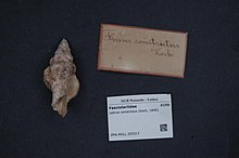 Центр биоразнообразия Naturalis - ZMA.MOLL.355317 - Latirus constrictus (Koch, 1845) - Fasciolariidae - Mollusc shell.jpeg