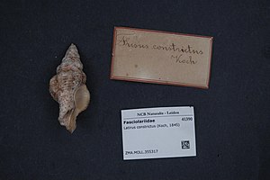 Naturalis Biodiversity Center - ZMA.MOLL.355317 - Latirus constrictus (Koch, 1845) - Fasciolariidae - Mollusc shell.jpeg