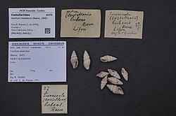 Naturalis Biodiversity Center - ZMA.MOLL.94410.1 - Vexillum modestum (Reeve, 1845) - Costellariidae - Mollusc shell.jpeg