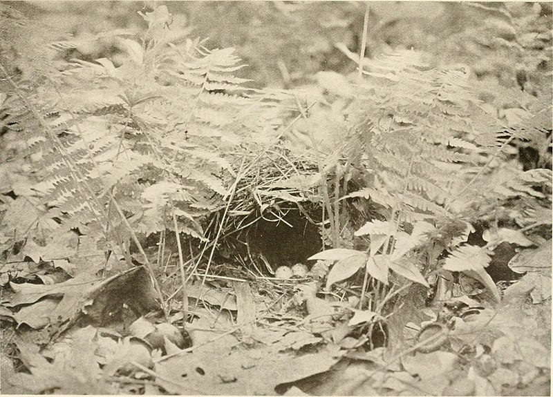 File:Nature and the camera; how to photograph live birds and their nests; animals, wild and tame; reptiles; insects; fish and other aquatic forms; flowers, trees, and fungi (1902) (14563328849).jpg