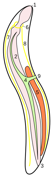 File:Nematoda-Anatomy.svg