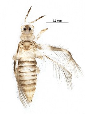 Neohydatothrips annulipes