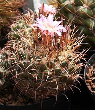 <i>Neowerdermannia vorwerkii</i> Species of cactus