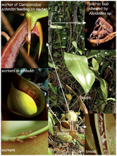 Nepenthes bicalcarata and Camponotus schmitzi.png