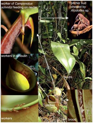 <span class="mw-page-title-main">Myrmecotrophy</span> Ability of plants to obtain nutrients from ants