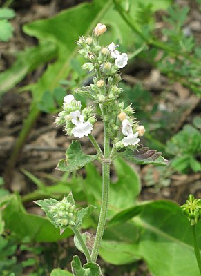 Nepeta cataria - Wikipedia