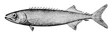 Nesiarchus nasutus.jpg