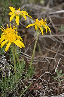 <i>Nestotus stenophyllus</i> Species of flowering plant