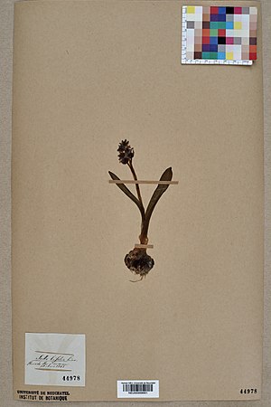 Neuchâtel Herbarium - Scilla amoena - NEU000008901.jpg