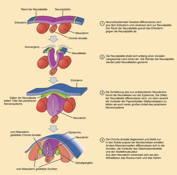 Neurulation