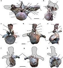 Vertebral bones Notocolossus vertebrae.jpg