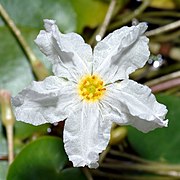 Nymphoides ezannoi - blossom (aka).jpg