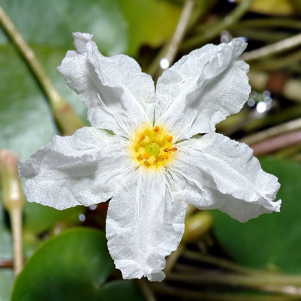 File:Nymphoides ezannoi - blossom (aka).jpg