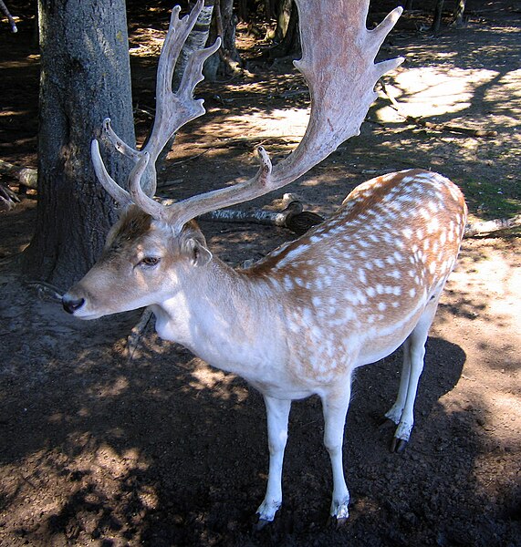 File:Oaklawn Farm Zoo, Fallow deer.jpg