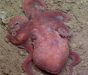 California bigeye octopus (Octopus californicus)