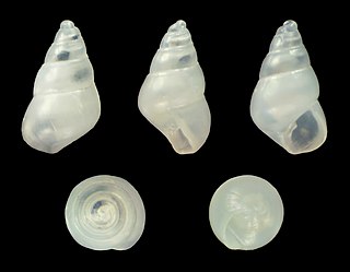 <i>Odostomia turrita</i>