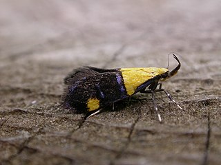 <i>Oecophora</i> Genus of moths