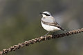 * Nomination: Northern Wheatear (Oenanthe oenanthe). Saimbeyli - Adana, Turkey. --Zcebeci 10:56, 5 April 2016 (UTC) * Review There are marks of a postprocess operation (see note) --Cccefalon 03:35, 6 April 2016 (UTC)