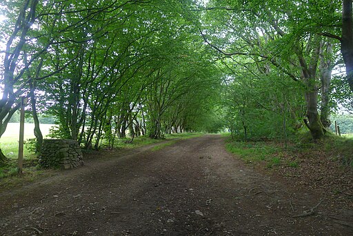 Old drove road at Gypsy Glen, Peebles - geograph.org.uk - 5508551