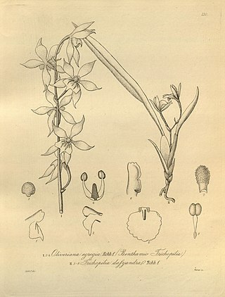 <i>Oliveriana</i> Genus of orchids