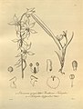 Cischweinfia dasyandra (as syn. Trichopilia dasyandra) plate 230, fig. II, 5-8 in: H. G. Reichenbach: Xenia orchidacea - vol. 3 (1900)