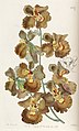 Gomesa imperatoris-maximiliani (as syn. Oncidium crispum) plate 1920 in: Edwards's Bot. Register (Orchidaceae), vol. 23, (1837)