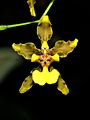 Květ Oncidium planilabre, produkující olej