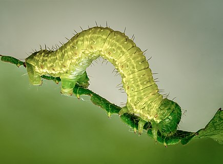 Caterpillar of the small frost moth on a rose leaf