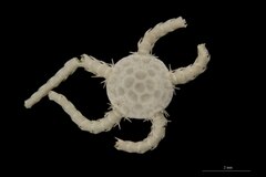 File:Ophiocten amitinum microplax - OPH-000200 hab-dor select.tif (Category:Echinodermata in the Natural History Museum of Denmark)