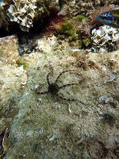 <i>Ophioderma</i> (echinoderm) Genus of brittle stars