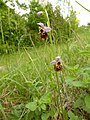 Ophrys holoserica France - Fort Louis