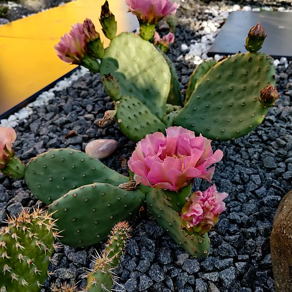 File:Opuntia cv. "Apricot Glory".jpg