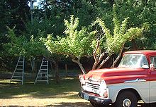 Orchard ladders in old farmstead apple orchard British Columbia, Canada, 2005 Orchard.ladders.jpg