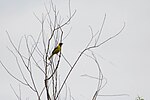 Thumbnail for File:Orchard oriole (49999927331).jpg