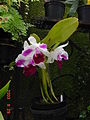 Orchid at Langwood Gardens.jpg