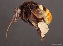Orkide ari (Apidae, Eulaema cingulata (Fabricius)) (37007559086) (kesilgan) .jpg