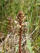   Orobanche crenata