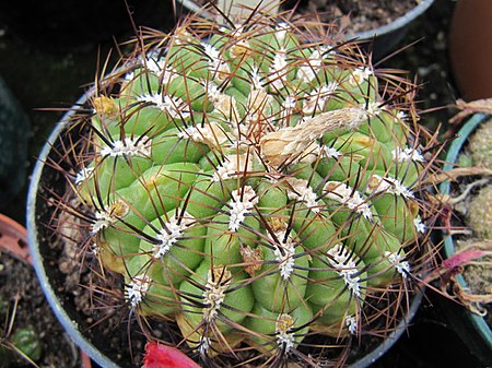 Oroya borchersii