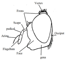 head diagram Orthonevra head diagram.png