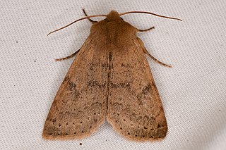 <i>Orthosia arthrolita</i> Species of moth